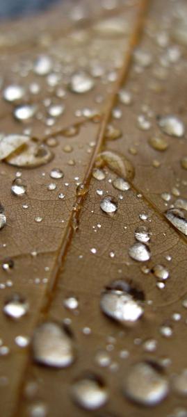 Leaf Raindrop Wallpaper Wallpaper 1080 x 2400